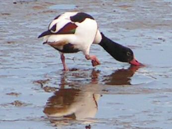 Shelduck