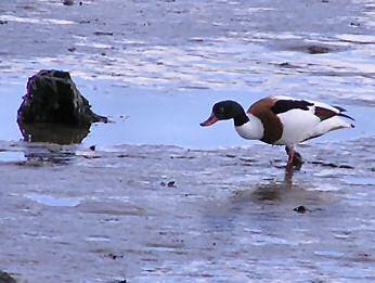 Shelduck