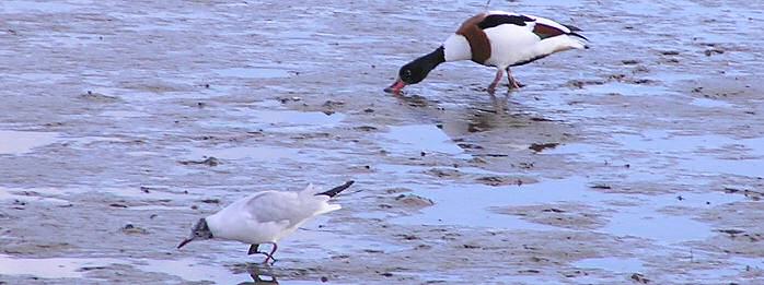 Shelduck