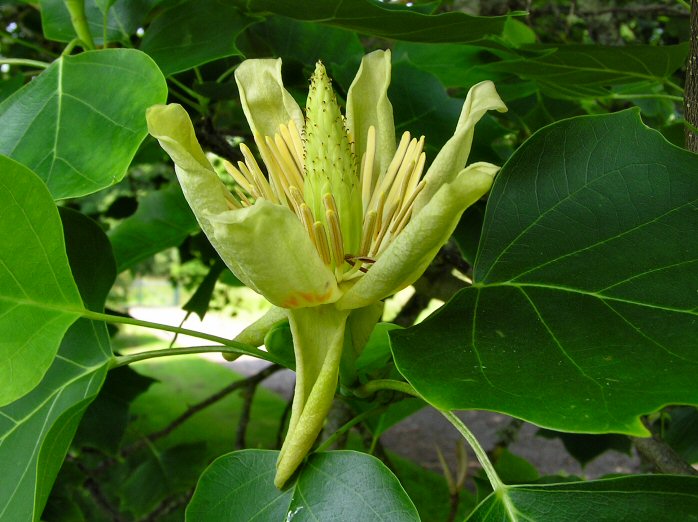 Fig Trees, Antony House and Gardens