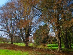 Antony House and Gardens