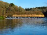 Lopwell Dam