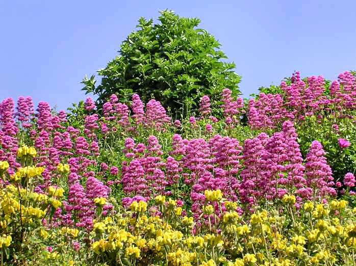 Wild Flowes at Devil's Point