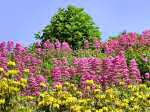 Wild Flowers, Devils Point