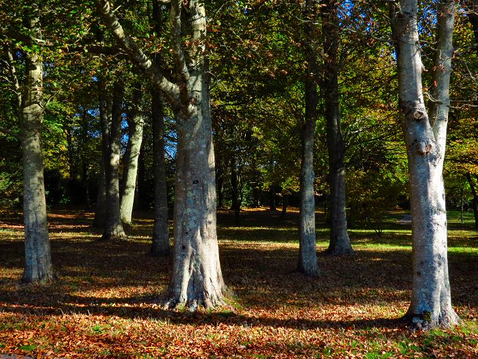 Saltram House