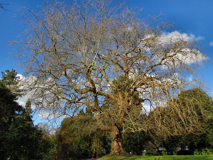 Saltram House