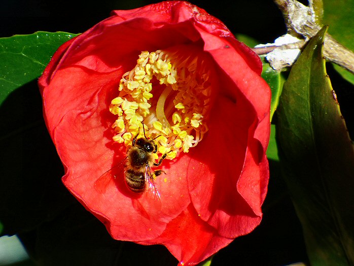 Saltram Gardens