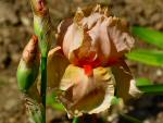 Saltram Gardens