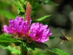 Saltram Gardens