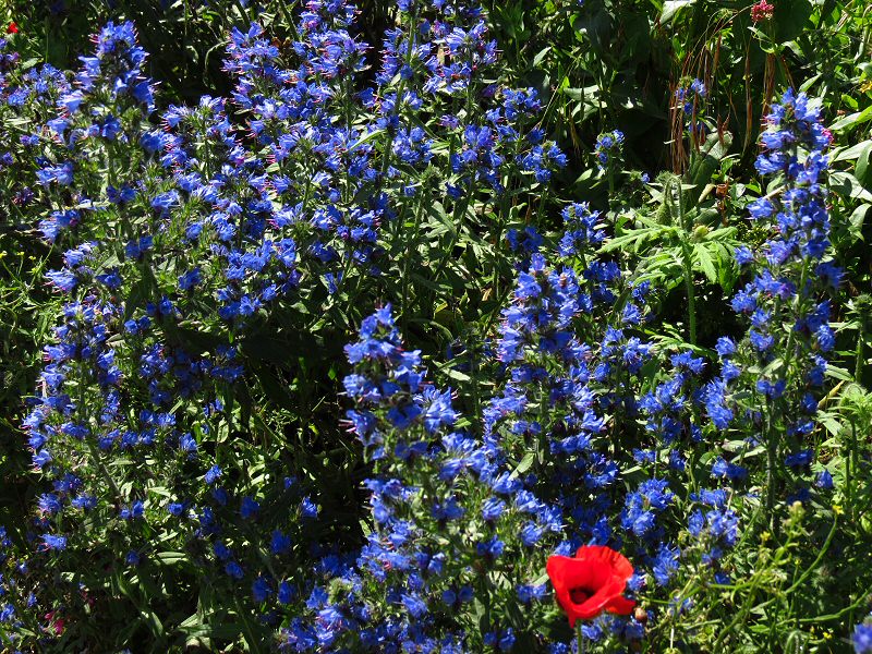 Polhawn Fort - Wild Flowers