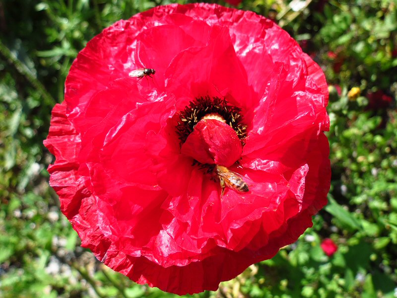 Polhawn Fort - Wild Flowers