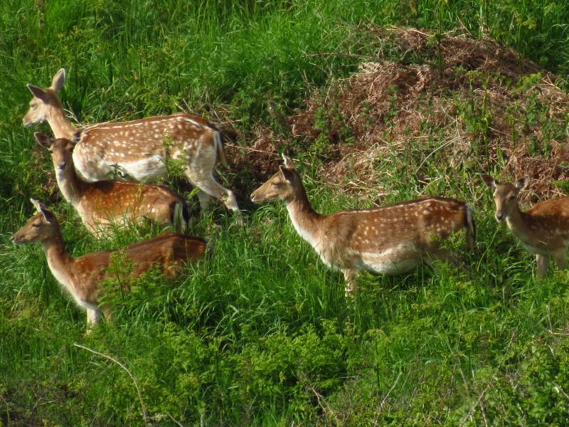 Fallow Deer, Rame Head to Penlee