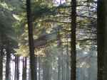 Belliver Forest, Dartmoor