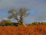 Cuckoo Rock, Dartmoor