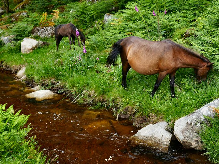 Devonport Leat, Dartmoor