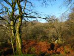 Leather Tor, Dartmoor