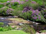 River Avon near Shipley Bridge