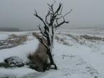 Snow, Walkhampton Common