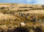 Hart Tor Stone Row