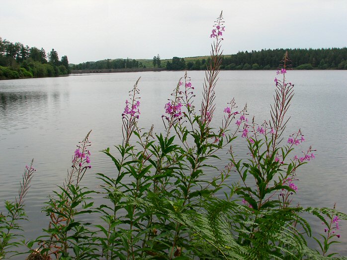 Venford Reservoir, Dartmoor