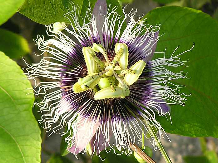 Eden Project