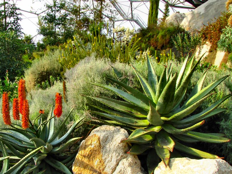 Inside the Mediterranean Biome