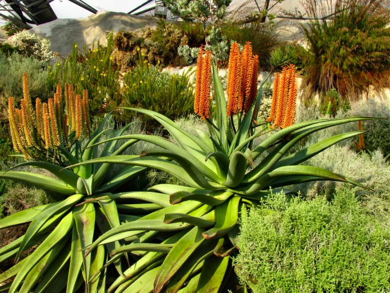 Inside the Mediterranean Biome