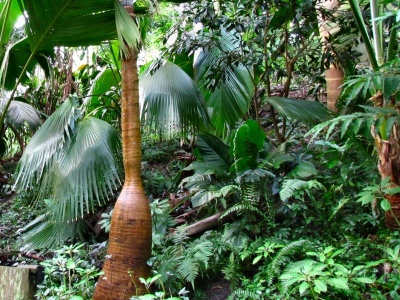 Inside the Rainforest Biome