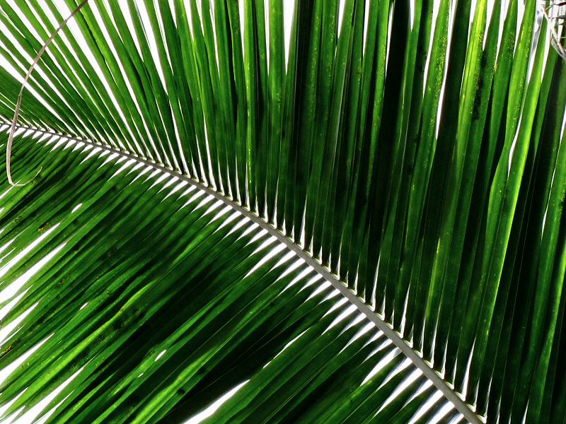 Inside the Rainforest Biome