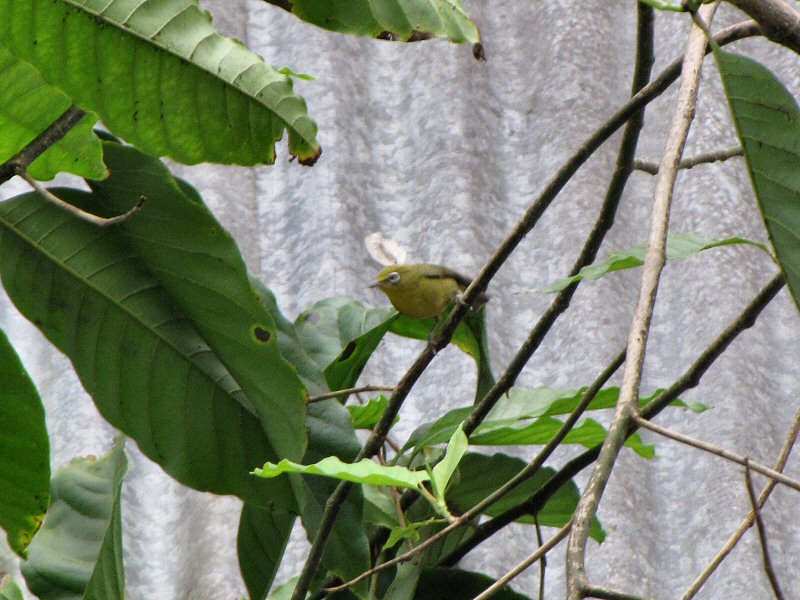 Sulawesi White Eye