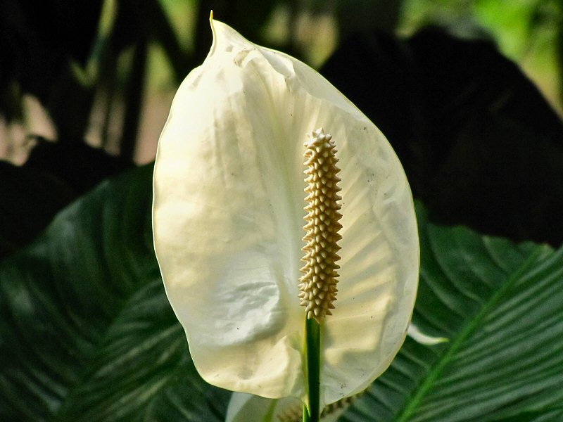 Inside the Rainforest Biome