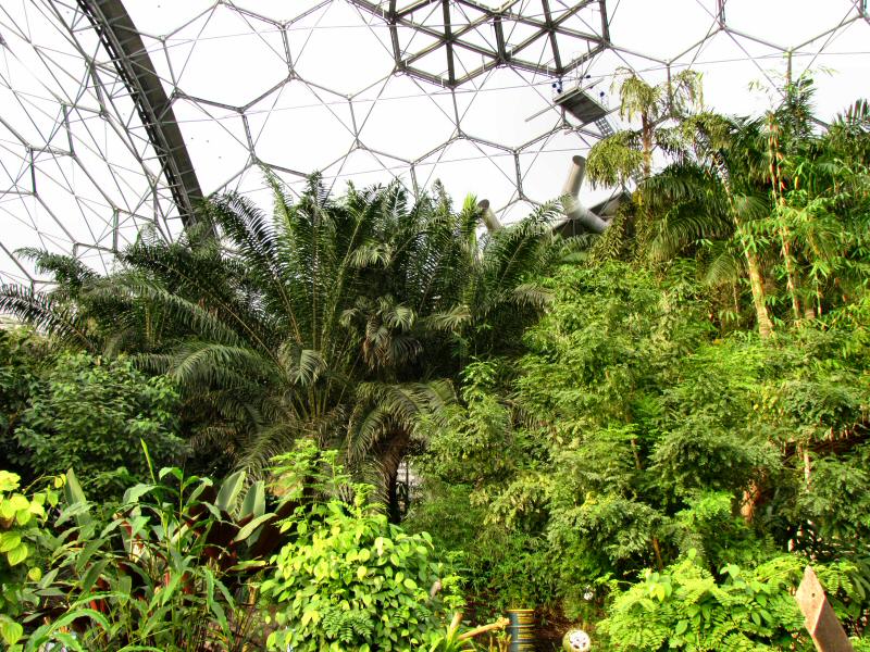 Inside the Rainforest Biome