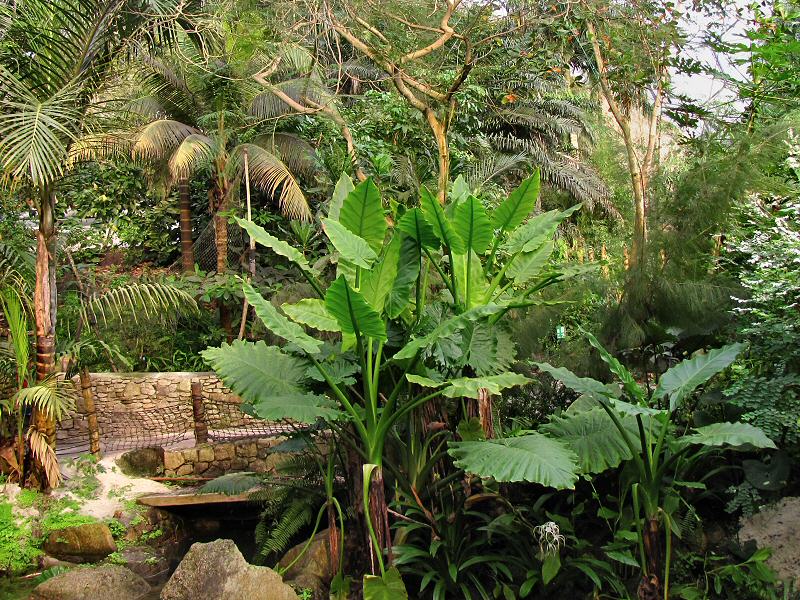 Inside the Rainforest Biome