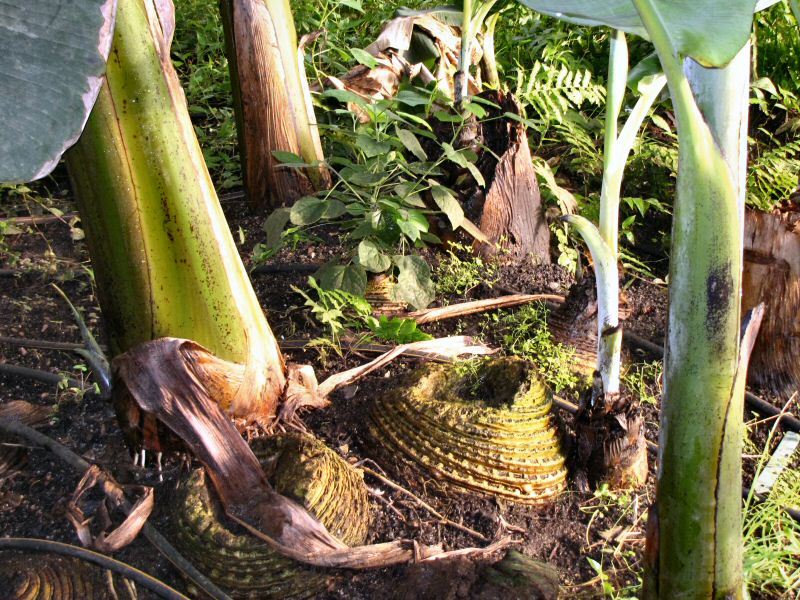 Inside the Rainforest Biome