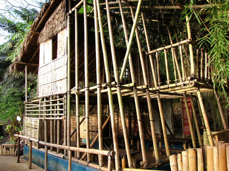 Inside the Rainforest Biome