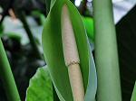 Eden project