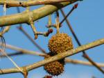 Eden project