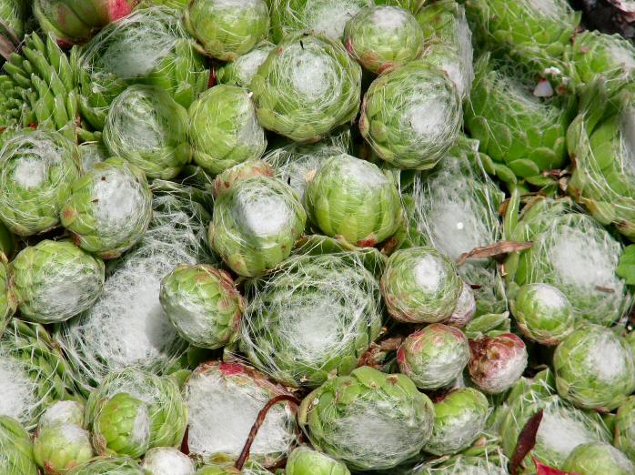 Sempervivum Arachnoideum - Coleton Fishacre