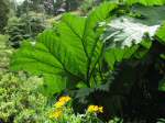 Coleton Fishacre