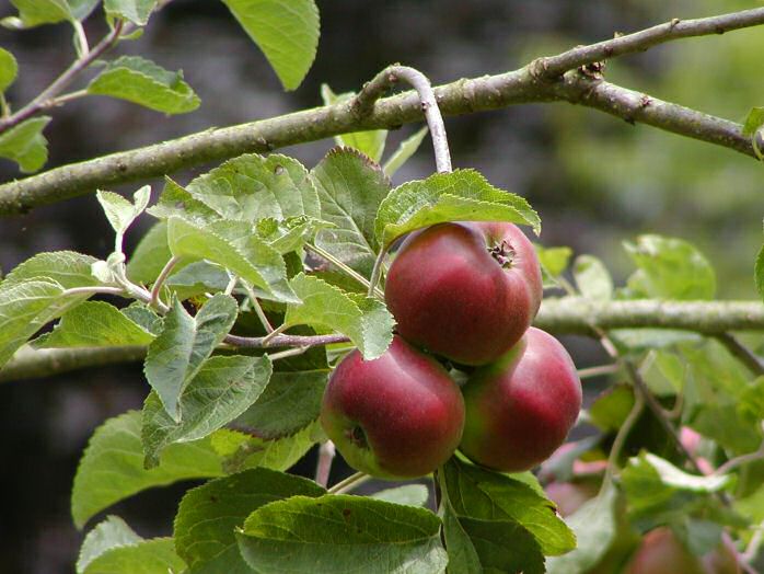 Cotehele, the orchard