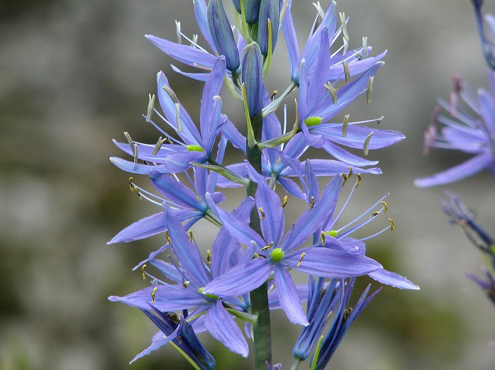 Cotehele Gardens