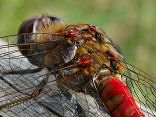 Dragonflies and Dameselflies