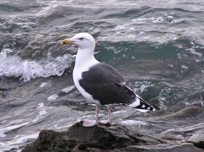 Great Black-backed Gull, Plymouth Sound, Devon