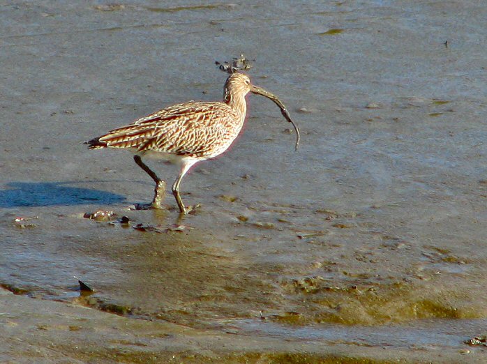 Curlew, Bowcombe Creek