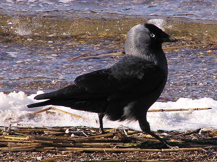 Jackdaw Slapton Ley