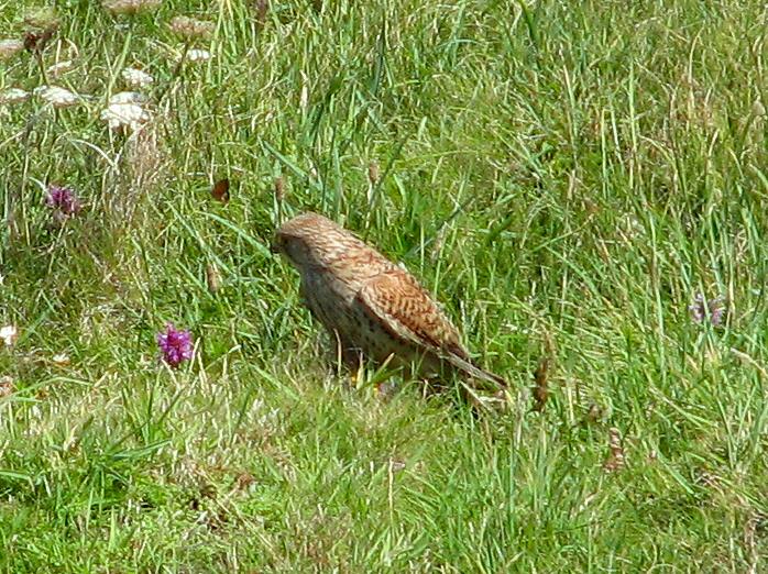 Kestrel - Glebe Cliffs