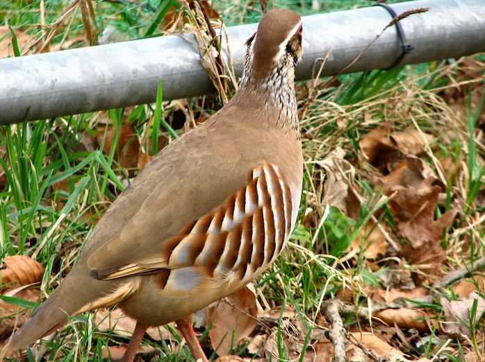 Red-legged Partridge