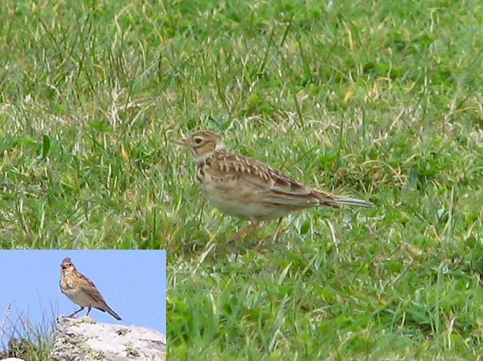 Skylark - Grebe Cliffs