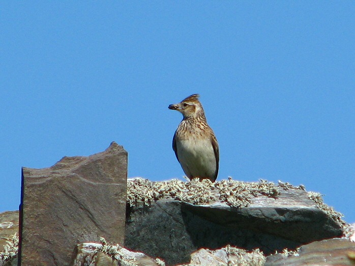 Skylark - Grebe Cliffs