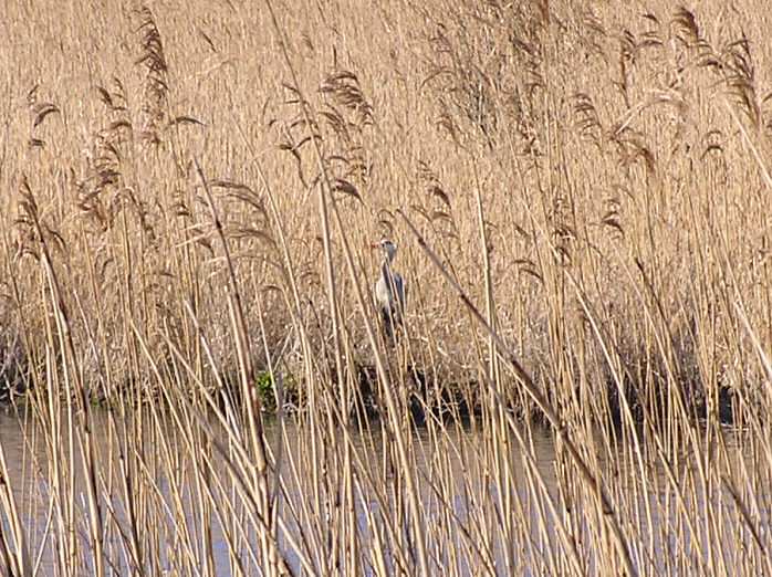 Grey Heron - Slapton Ley